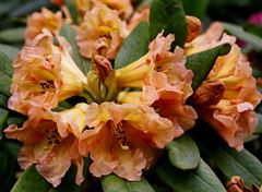 R.Goldsworth Orange